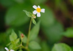 All You Need to Know About Black Jack Flower (Bidens Pilosa)