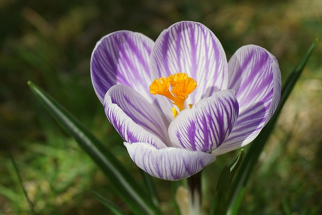 saffron, crocus, flower