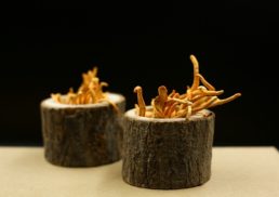 Discover the Amazing Health Benefits of Cordyceps
