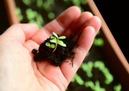 Harness the Benefits of Perlite for Enhanced Plant Growth