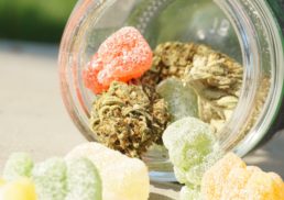 The Best CBD Gummies of 2023 – Top Brands for Stress Relief and More