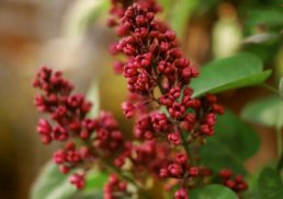 Unlocking the Secrets of Sumac: Tips and Recipes for Cooking with Sumac in 2023