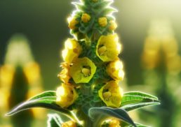 Discover the Surprising Benefits and Uses of the Mullein Plant
