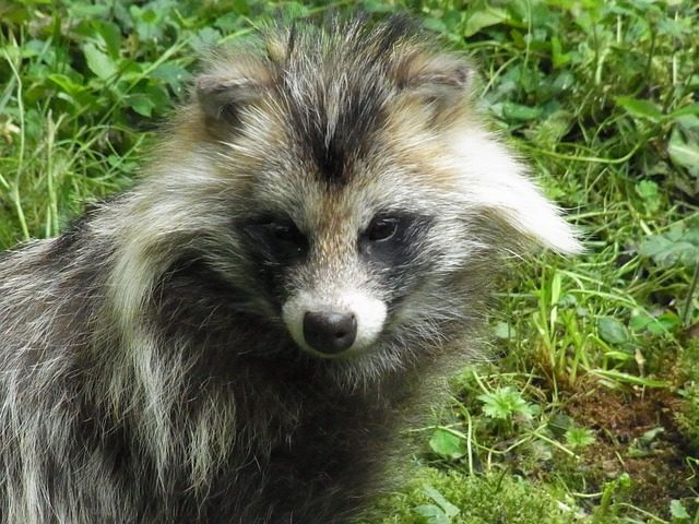 raccoon dog, nyctereutes procyonoides, predator