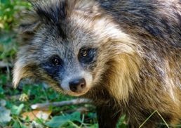 Get to Know the Fascinating Raccoon Dog – Nyctereutes procyonoides