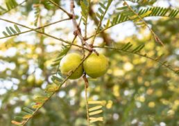 Discover the Amazing Health Benefits of Amla Juice