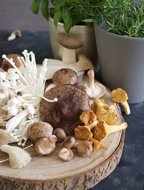 mushroom, fungus, mushrooms