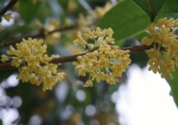 Planting the Fragrant Osmanthus Flower for a Sweet Aroma