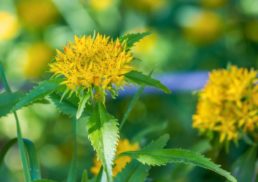 Uncovering the Health Benefits of Rhodiola Rosea