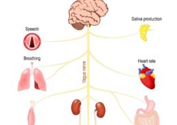 Vagus Nerve Stimulation: Benefits, Uses, and Side Effects