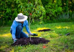 Learn How to Plant Trees: A Guide to Tree Planting