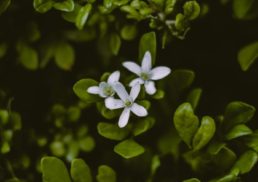 Tapping into Bacopa Monnieri’s Potential for Brain Health Enhancement