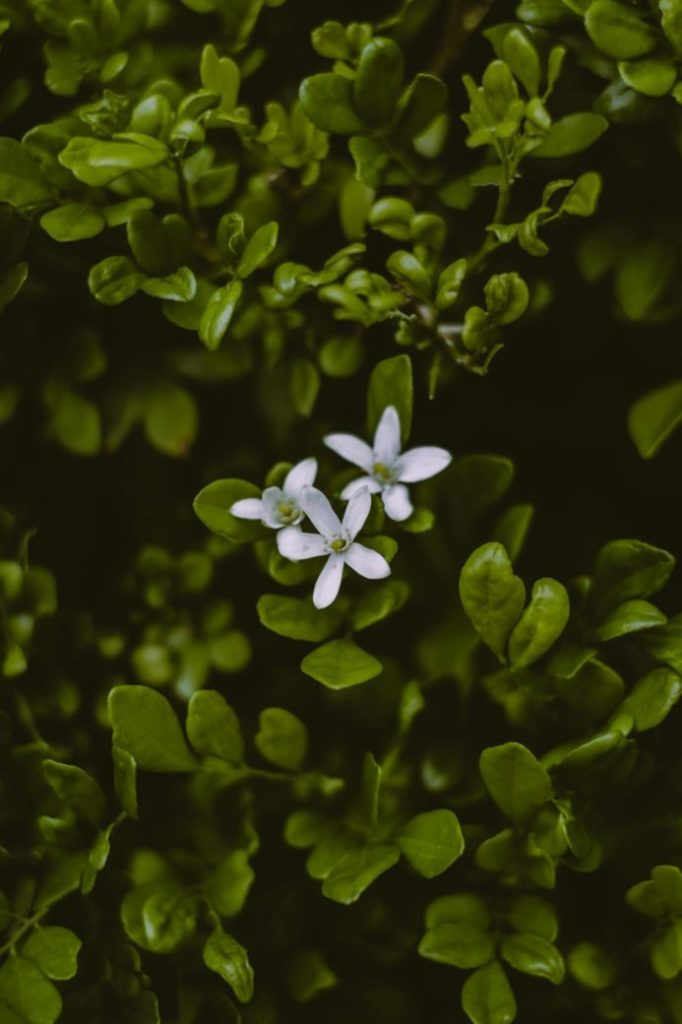 Photo by Plantpool images: https://www.pexels.com/photo/flowering-shrub-of-perennial-herbaceous-creeping-plant-4112735/