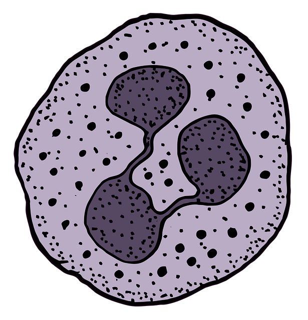 neutrophil, leukocyte, blood