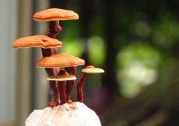Exploring the Healing Powers of Reishi Mushroom