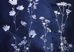 Unlock the Magic of Cyanotype Printing: A Step-by-Step Guide