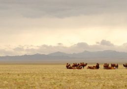 Exploring Gobi Asia: Discovering the Wonders of the Mongolian Desert