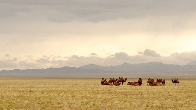 mongolia, gobi, camels