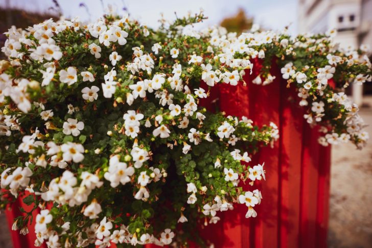 Photo by Vladimir Srajber: https://www.pexels.com/photo/close-up-of-delicate-white-flowers-in-a-red-pot-growing-outside-18701140/