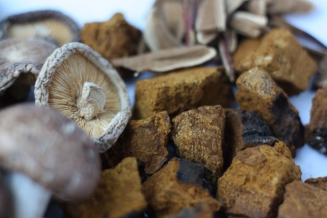 mushrooms, medicinal mushrooms, reishi mushroom